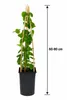 Echtes Geißblatt 60-80 cm – Lonicera tellmanniana | Produktbild-Vorschau 5