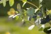 Eucalyptus 'Silver Dollar', Silber-Eukalyptus, 20- 40 cm Produktbild-Vorschau 4