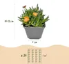 12x - Delosperma mix - Ø7cm - ↕10-12cm Voir les images du produit 2