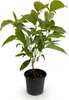 Green boutiQ - Plante de jardin - Cornus mas - Fleurs Voir les images du produit 2