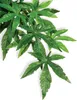 Exo Terra Buchsbaum, künstliche Pflanze für Terrarien, 4 g Produktbild-Vorschau 6