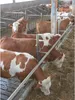 Cows eating from a trough in a barn. Produktbild-Vorschau