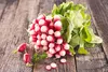 SAFLAX - Bio - Rzodkiewki - Śniadanie - 150 Nasiona - Podgląd zdjęcia produktu 8