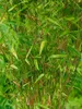 Fargesia rufa, Bambus, immergrün, 80–100 cm Produktbild-Vorschau 14