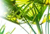 Hanfpalme "M" Palme Trachycarpus fortunei winterhart, Produktbild-Vorschau 4