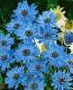 Blaue Rasselblume, im Topf - Catananche caerulea Produktbild-Vorschau 1