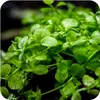 Eco Plant Micranthemum Umbrosum - roślina invitro 20 sztuk Podgląd zdjęcia produktu 3