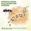 Ameisen Falle mit Spezial-Lockstoff – 3x Fallen – Ameisen Produktbild-Vorschau 2