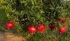 Granatapfel ´ACCO´ 100-120 cm, Cont. 2 l Produktbild-Vorschau 2