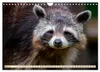 Waschbär - Niedlicher Allesfresser (Wandkalender 2027 DIN Produktbild-Vorschau 8