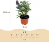 Green boutiQ - Gartenpflanze - Buddleja davidii Butterfly Produktbild-Vorschau 3