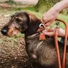 Hunter Verstellbare Führleine Round & Soft München Produktbild-Vorschau 9