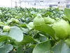 Grünwaren: echter Zitronenbaum 50 - 70 cm Zitrone Citrus Produktbild-Vorschau 5