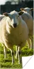 MuchoWow® Poster Schafe - Tiere - Wolle 60x120 cm - Produktbild-Vorschau 1