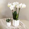 Kolibri Orchids weiße Phalaenopsis-Orchidee Amabilis Produktbild-Vorschau 10