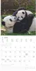 Alpha Edition - Tierbabys Kalender 2026 - Wandkalender Produktbild-Vorschau 10