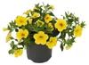 Zauberglocken – Mini-Hängepetunie – Calibrachoa – Produktbild-Vorschau 2