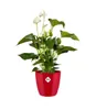 elho brussels Diamond Rund 14cm Übertopf - lovely rot Produktbild-Vorschau 10