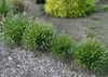 Stauden Gänge 1 x Pennisetum alopecuroides 'Little Bunny' Produktbild-Vorschau 8