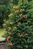 Trabka pomaranczowa - roslina ogrodowa, srednica 15cm, Podgląd zdjęcia produktu 7