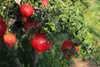 Granatapfel ´ACCO´ 100-120 cm, Cont. 2 l Produktbild-Vorschau 6