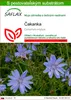 SAFLAX - čakanka - Cichorium intybus - 250 Semená - S Náhľad obrázku produktu 1