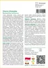 SAFLAX - Glicynia Afrykańska - 15 Nasiona - Bolusanthus Podgląd zdjęcia produktu 3