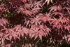 Acer palmatum 'Bloodgood', Japanischer Ahorn, tiefrot, Produktbild-Vorschau 1