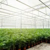 Areca-Palme Dypsis lutescens Ø24cm 130cm Betelpalme Produktbild-Vorschau 7