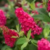 Buddleia Davidii Butterfly Candy ® Little Ruby PBR 2L Anteprima dell’immagine prodotto 3