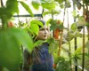 Palram - Szklarnia aluminiowa Canopia Hybrid 64 Green Podgląd zdjęcia produktu 17