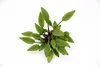 Cryptocoryne lutea Hobbit im Topf Wasserkelch Zwergform Produktbild-Vorschau 1