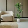 Dragoneret, plante d'intérieur Ø27cm Ø150cm - plante verte Voir les images du produit 2