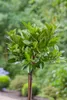 Prunus laurocerasus 'Piri', Kirschlorbeer, immergrün, 20–25 Produktbild-Vorschau 2