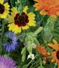 Blumen- und Kräuterwiese | Samenmischung von Dürr Samen Produktbild-Vorschau 4