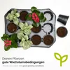 Garronda Anzuchtset Anzuchttöpfe mit Untersetzer Pflanzen Produktbild-Vorschau 4