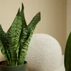 Bloomique - 2er Set - Sansevieria Zeylanica - Bogenhanf - Produktbild-Vorschau 5