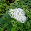 2 x  Spirea estiva  - Spiraea japonica 'Albiflora'  | 20-25 Anteprima dell’immagine prodotto 2
