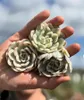 Echeveria « Moon Fairy » panachée - Echeveria rare - Pièce Voir les images du produit 5