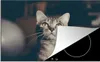 KitchenYeah© Herdabdeckplatte Katze - Tiere - Porträt , Produktbild-Vorschau 1