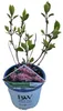 Hydrangea arb. Ruby Annabelle® ('Ncha3'PBR) - Hortensie | Produktbild-Vorschau 2