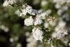 Spiraea vanhouttei - Spiraea nuziale 30- 40 cm - Anteprima dell’immagine prodotto 4