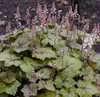 Stauden Gänge 3 x Tiarella wherryi - Schaumblüte - Der Produktbild-Vorschau 3