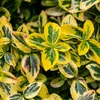Euonymus fortunei Emerald n Gold - Roślina stojąca - Podgląd zdjęcia produktu 4