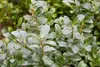 Stauden Gänge 100 x Ilex crenata 'Caroline Upright' - Produktbild-Vorschau 2