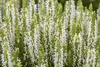 Stauden Gänge 5 x Salvia nemorosa 'Sensation White ®' im 1 Produktbild-Vorschau 4