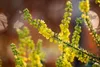 Mahonia media 'Winter Sun', Mahonie, gelbe Blüten, 60–80 cm Produktbild-Vorschau 6