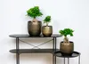 Bloomique - Ficus Ginseng - Bonsai Baum - Zimmerpflanzen - Produktbild-Vorschau 3