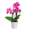 Santino Arte Pflanztöpfe Ø 22 cm, H 20 cm Weiß/Schwarz Produktbild-Vorschau 6