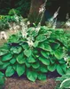 Hosta plantaginea 'Honeybells', Duftende Funkie, ca. 11x11 Produktbild-Vorschau 1
